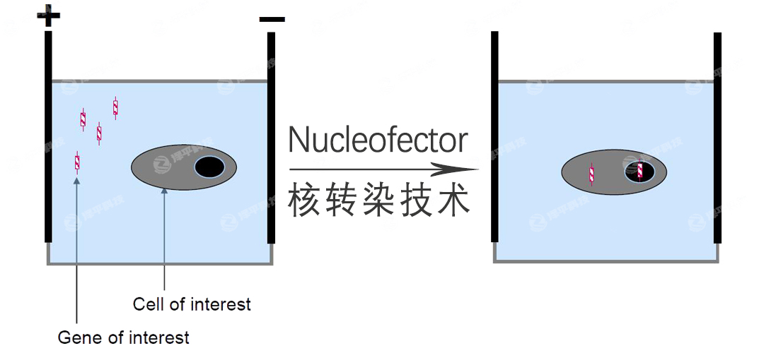 lonza Nucleofector(x)D(zhun)Ⱦg(sh) ƽ