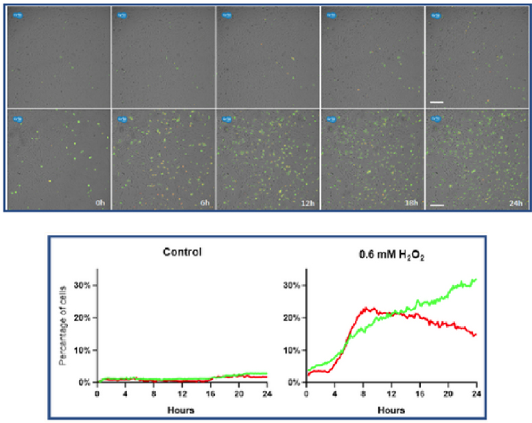 Axion CytoSMART Lux3(ni)ȫԄ(dng)(x)ϵy(tng)(chng)ɹ⼚(x)x ƽ