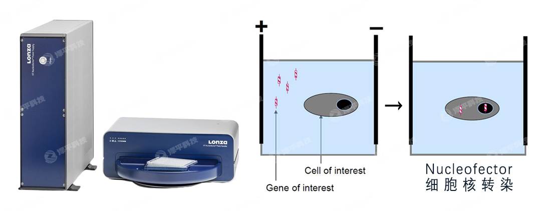 ɳLonza 384׼(x)D(zhun)Ⱦϵy(tng) ̱ƽ